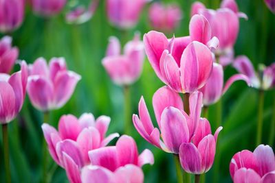 Close-up of pink tulips