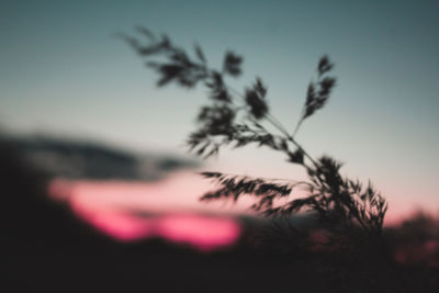 Close-up of silhouette plant against sky at sunset