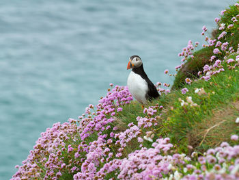 Close-up of bird perching on field