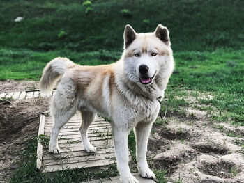 Portrait of dog standing on field