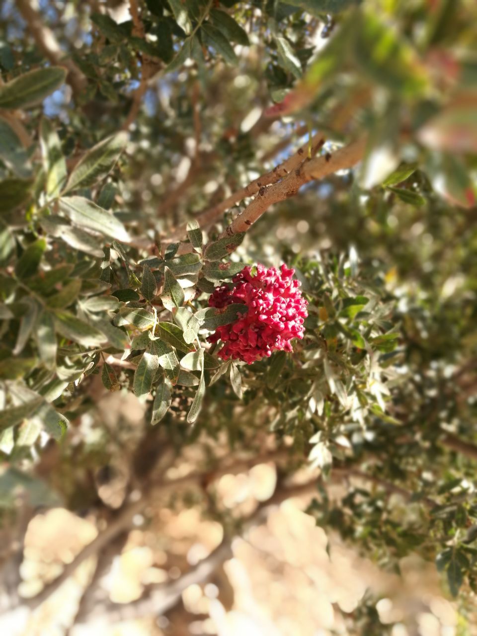 CLOSE-UP OF BERRIES GROWING ON TREE