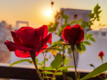 Close-up of red flowering plant against sky