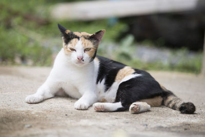 Portrait of a cat resting