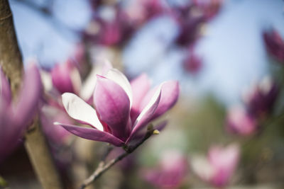 Close-up of pink flower blooming outdoors