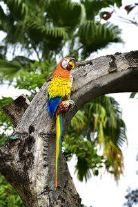 Low angle view of parrot perching on tree