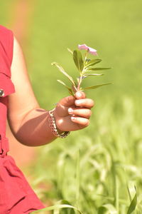 Close-up of hand holding pink flower on field