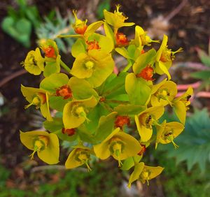 Close up of yellow flowers