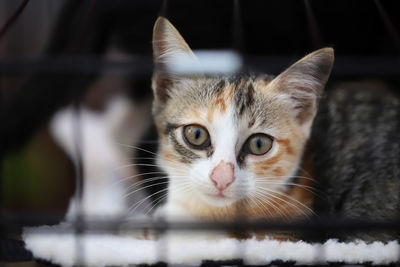 Close-up portrait of a cat
