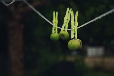 Close-up of fruits growing on tree