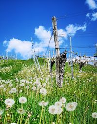 Plants growing on field against sky