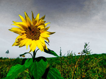 Close-up of sunflower blooming on field against sky