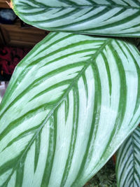 Close-up of palm leaves