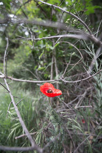 Close-up of red berries