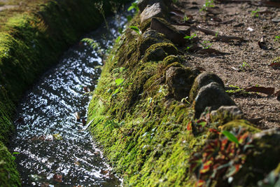 Close-up of moss growing on rock