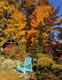 Trees in park during autumn