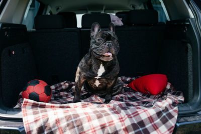 French bulldog sitting in the trunk of a car, traveling, camping with a dog