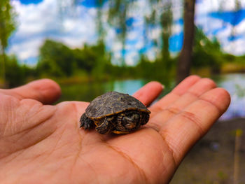 Close-up of hand holding small turtle