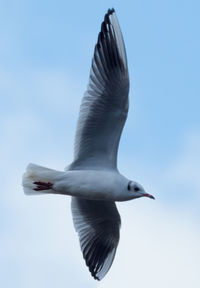 Low angle view of seagull flying against clear sky