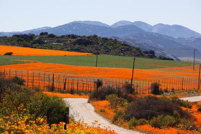 Scenic view of field against clear sky