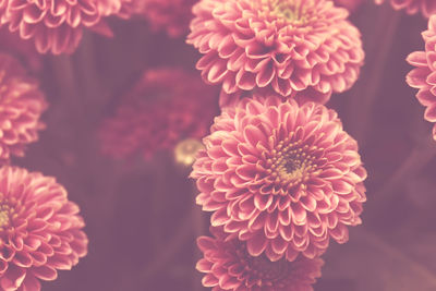 Pink pastel chrysanthemum flower background with soft focus