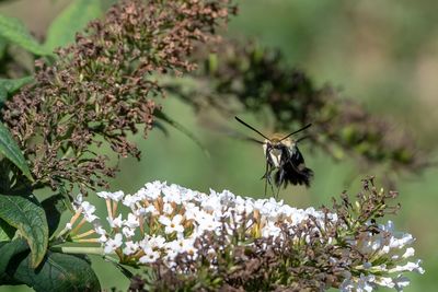 Butterfly pollinating on flower