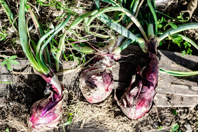 Close-up of plants