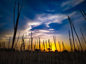 Silhouette plants on field against sky during sunset