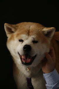 Close-up of dog against black background