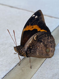 Close-up of butterfly