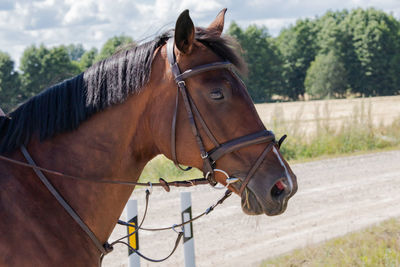 Horse standing in ranch