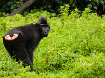 Monkey sitting on grass