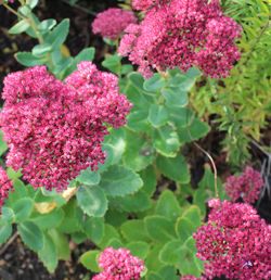 Close-up of pink flowers