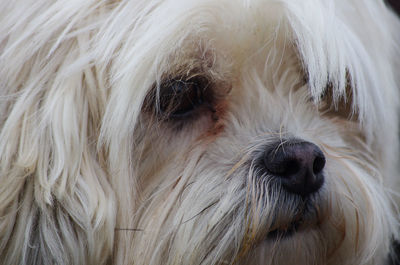 Close-up portrait of a dog