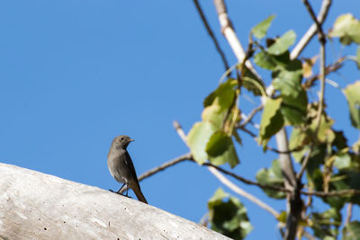 Low angle view of bird perching on branch against blue sky