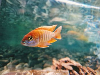 Close-up of fish swimming in sea