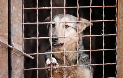 Close-up of a dog in cage