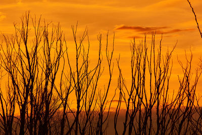 Close-up of silhouette plants against sunset sky