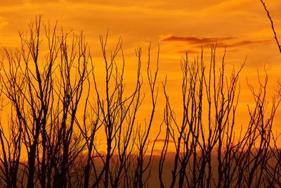 Trees in sunset