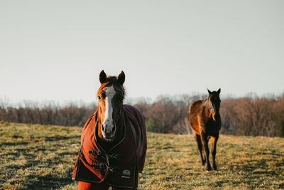 Horse standing on field against clear sky