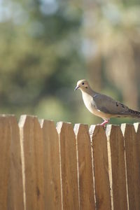 Close-up of bird perching on wooden post