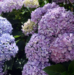 Close-up of purple hydrangea flowers