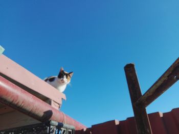 Low angle view of horse against clear blue sky