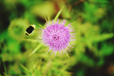 Close-up of thistle blooming outdoors