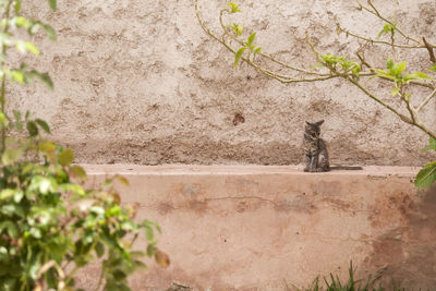 Plants on stone wall