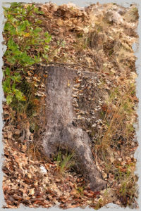 High angle view of lizard on field
