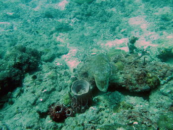 High angle view of cuttlefish in andaman sea