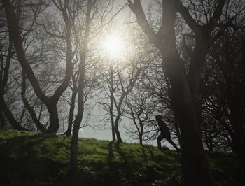 Trees on landscape against sky