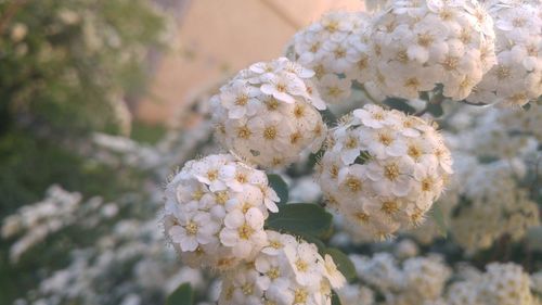 Close-up of white flowers