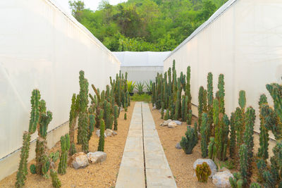 Empty footpath amidst plants