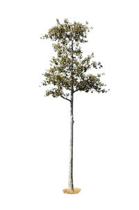 Close-up of tree against white background